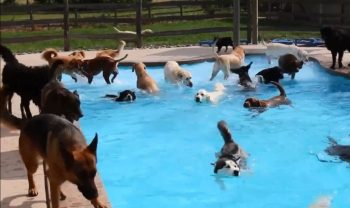 Natation